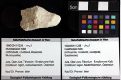 Foto (Objket + Etiketten) von Mundopsidae indet. 